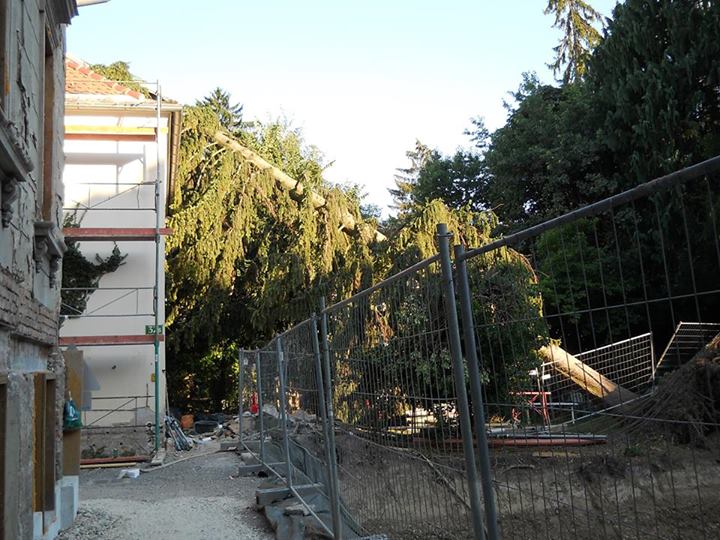 Datei:Nibelungengasse 32, Baum auf 32 b.jpg